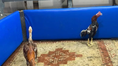 Adanada horoz dövüşü yapılan kahvehane polis baskınıyla kapatıldı