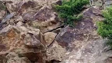 Bayburtlu vatandaş dağ keçileriyle sohbet ediyor keşfedin