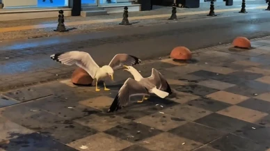 Sinop sahilinde kahkaha atan martılar görenleri güldürdü