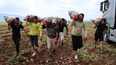 Adana patates işçileri günde 100 bin TL kazanıyor