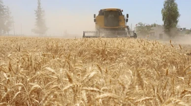 Şanlıurfa Büyükşehir Belediyesi buğday hasadına başladı keşfedin