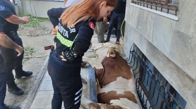 Bahçelievler belediyesi pencereye sıkışan boğayı kurtardı