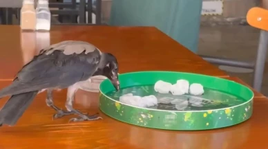 Susayan karga Bodrum kafelerinde serinlemeye geldi