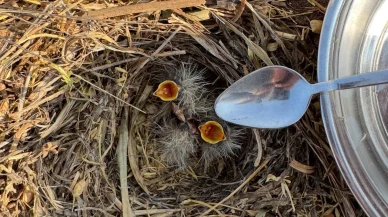 Mardinli çiftçi kuş yavrularına kaşıkla su verdi