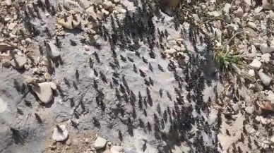 Gelesandra Yaylasını çekirge sürüleri istila etti