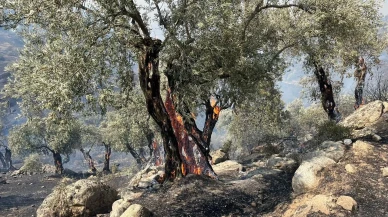 Aydın Savrandere yangını yerleşim yerlerini tehdit ediyor