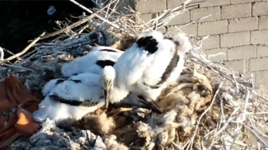 Vanın Özalp ilçesinde leylekler kışı atlatıp yavruladı