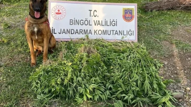 Bingöl Genç ilçesinde 14 bin kenevir yakalandı