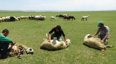 Munzur Dağı yaylalarında koyun kırkım sezonu başladı