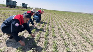 Kuluda ilk kenevir ekimi başarıyla gelişiyor