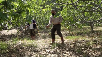 Antalya Ürünlü Mahallesi incir bahçeleri hasada hazırlanıyor