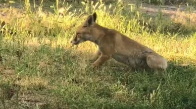 Nevşehir KYK yurdunda tilki öğrencilerle oyun oynadı