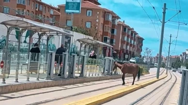 Başıboş at Eskişehir tramvay raylarında görüldü