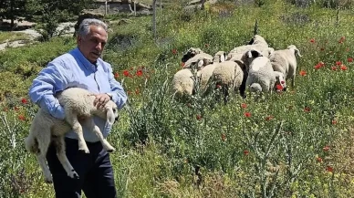 Talas Belediyesi sahipsiz küçükbaş hayvanları korumaya aldı