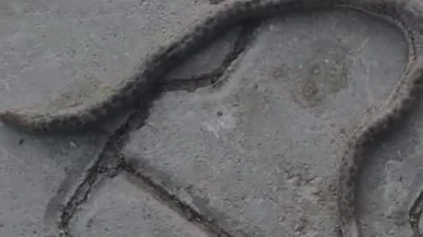 Elazığ Çakmakkaya köyünde çift başlı yılan bulundu