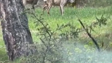 Karabük Keltepe ormanında yaban karacalar ortaya çıktı