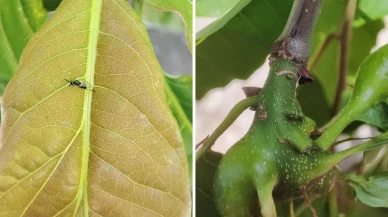 Yığılca kestane ormanları savaşçı böceklerle kurtarılıyor