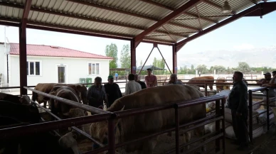 Erzincan hayvan pazarında Kurban Bayramı hareketliliği başladı