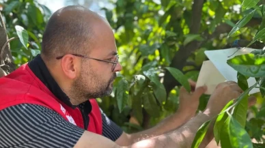 Edremit tarım ekipleri Akdeniz meyve sineğini inceliyor