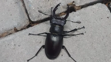 Nesli tükenen geyik böceği Denizlide ortaya çıktı