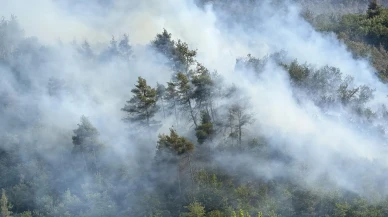 Sakarya Taraklı orman yangını havadan karadan söndürüldü