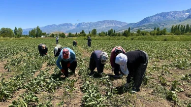 Erzincanlı kadın işçiler pancar tarlalarında alın döküyor
