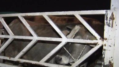 Ankara Yenimahalle kurban pazarında gece alışverişi sürüyor