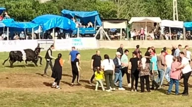 Şampiyon boğa Artvin güreşlerinde sahibine saldırdı