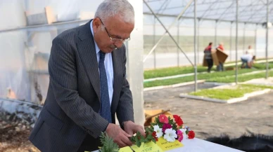 Ordu Belediyesi kendi çiçeklerini Melet Vadisinde üretiyor