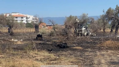 Burhaniye zeytinlik alanında büyük yangın felaketi yaşandı