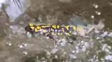 Nesli tükenen benekli semender Elazığ Palu'da bulundu