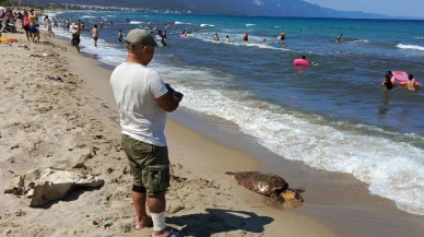 Kuşadası Sevgi Plajında erkek Caretta Caretta bulundu