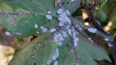 Aydın pamuk tarlalarında tehlikeli Unlubit zararlısı yayılıyor
