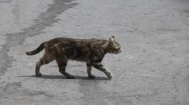 Mamaya alışan kediler yüzünden şehre yılanlar geldi