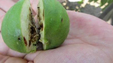 Aydın incir üreticileri sağlıklı ilek seçimiyle korunuyor