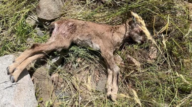 Çoruh Vadisi yaban keçileri başıboş köpeklerden korunuyor