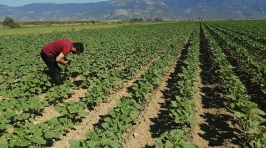 Aydın Söke'de ayçiçeği tarlaları zararlılardan korunuyor