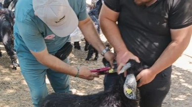 Nazilli Karıncalı Dağda küçükbaş hayvanlar aşılanıyor