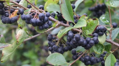 Akçaabat Aronyasının diyabet üzerindeki etkisi kanıtlandı