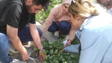 Ağrı Hamur çiftçilerine sebze fideleri dağıtıldı