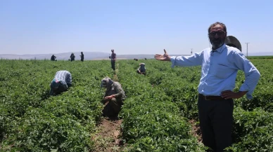 Hatay tarım işçileri 40 derece sıcakta çalışıyor