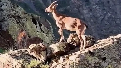 Erzincan dağlarında dağ keçileri özgürce yaşıyor