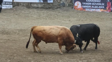 Ayder Yaylasında geleneksel boğa güreşleri başladı