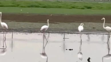 Yıllar Sonra Diyarbakır Göletinde Flamingolar Ortaya Çıktı