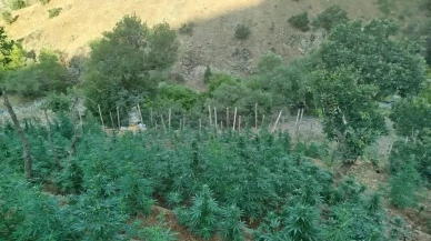 Bingöl Genç ilçesinde 15 bin kenevir yakalandı