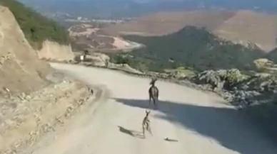 Yaralı yavru ceylan Kastamonu Araç ilçesinde aranıyor