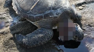 Koruma altındaki caretta Gazipaşa sahilinde öldürüldü