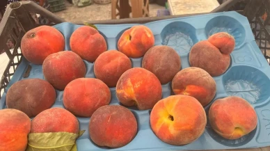 Denizli Buldanda soğuk hava meyve fiyatlarını artırdı