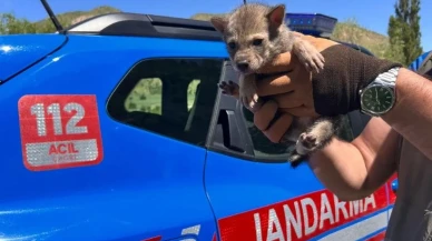 Erzurumda bulunan yavru kurt ve ayı kurtarıldı