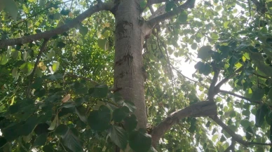 Zonguldak Alaplı'da ıhlamur toplayan kadın ağaçtan düştü